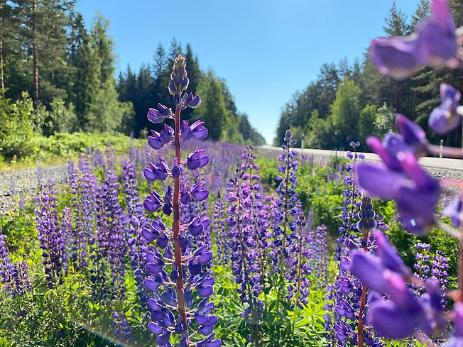 Blomsterlupiner vid vägkant.