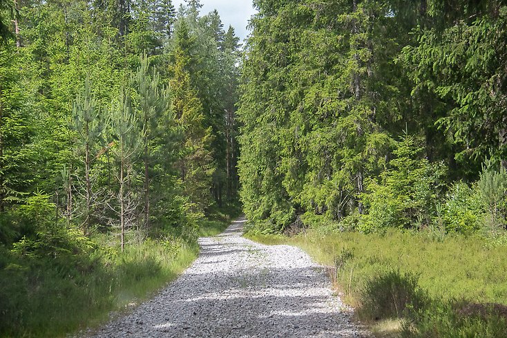 Skogbilväg.