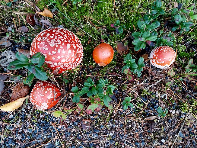 Röda flugsvampar.