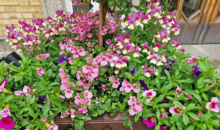 En krkuka med rosa olika blommor.