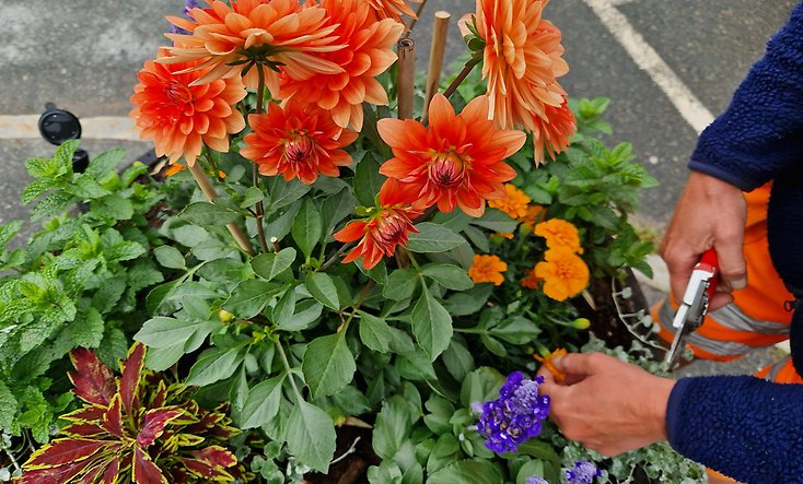 En kruka med blandade växter. I mitten syns en dahlia. Helenas händer syns tiull höger när hon klipper med en sekatör.