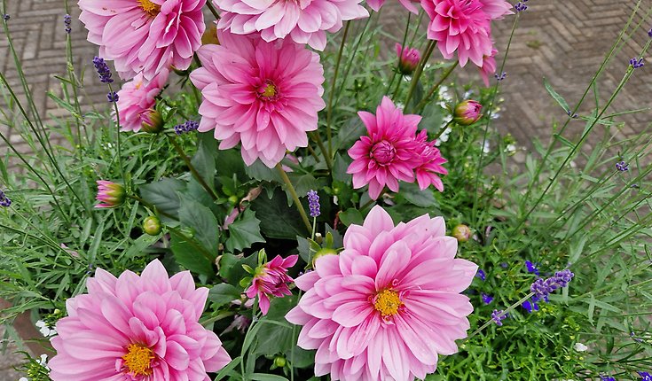 Rosa dahlia med lavendel i kruka.