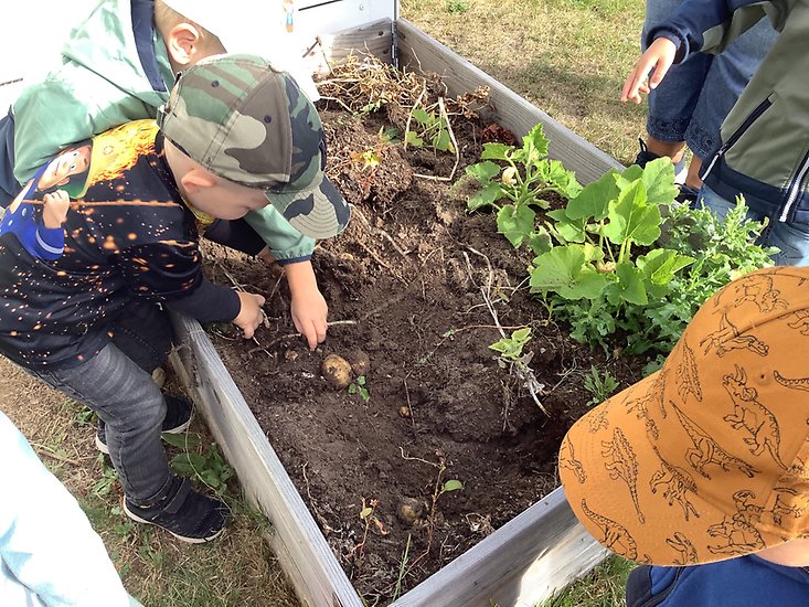 Två pojkar står lutade över en pallkrage där de odlar potatis.