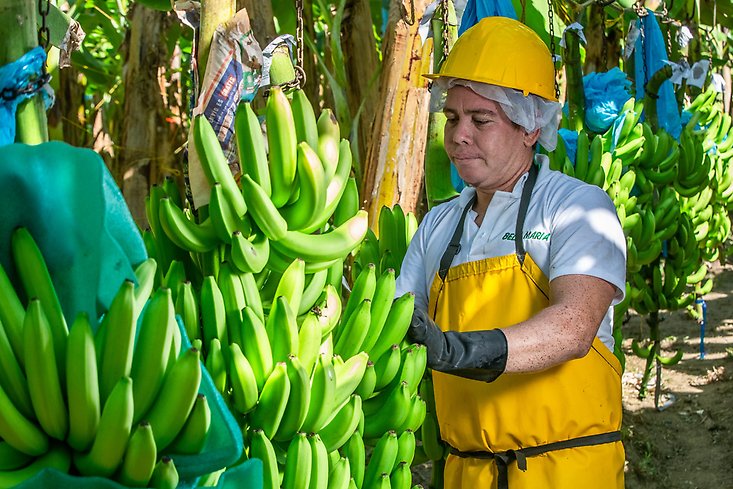 En man skördar bananer.