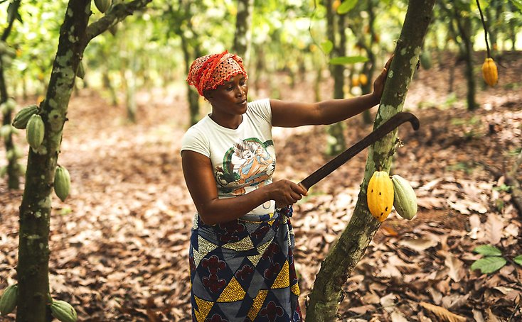 En kvinna från Elfenbenskusten som skördar kakao.
